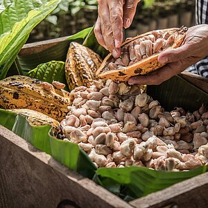 Close-up of an opened cocoa pod being emptied into a wooden box lined with large green leaves. The white cocoa beans are freshly harvested. Two whole cocoa pods lie next to the open one. A person wearing a checkered shirt is using both hands to scoop the beans from the pod. The scene is outdoors.t